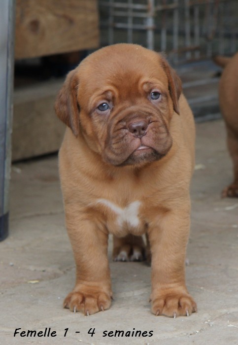 Naissance le 19/05/12 - 10 chiots - dept 87 - Page 4 Femell71