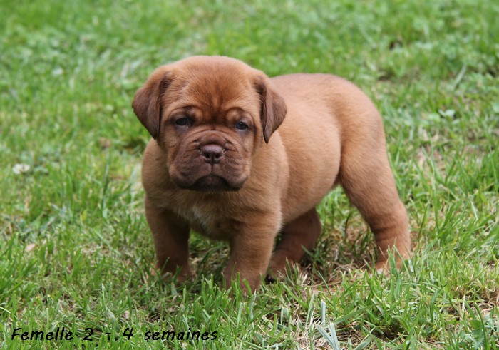 Naissance le 19/05/12 - 10 chiots - dept 87 - Page 4 Femell72