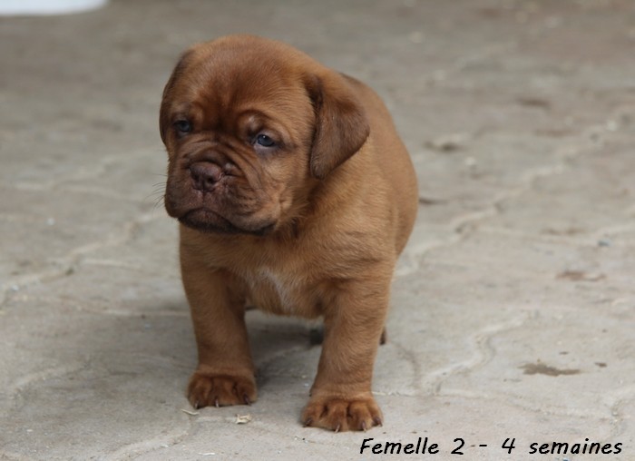 Naissance le 19/05/12 - 10 chiots - dept 87 - Page 4 Femell73