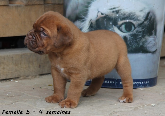 Naissance le 19/05/12 - 10 chiots - dept 87 - Page 4 Femell75