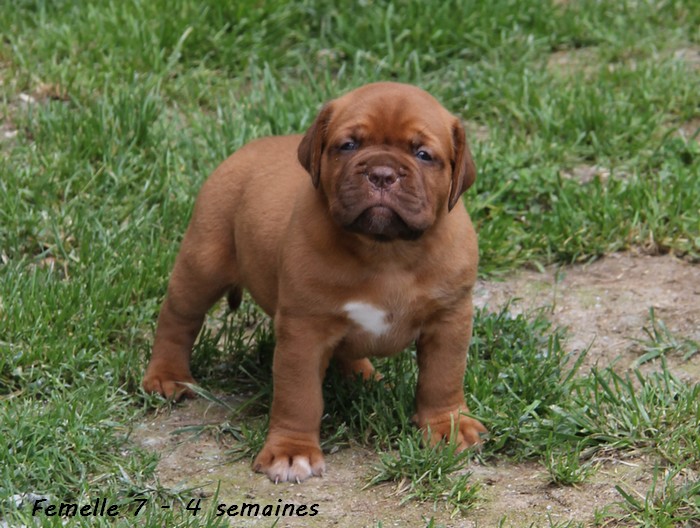 Naissance le 19/05/12 - 10 chiots - dept 87 - Page 4 Femell77