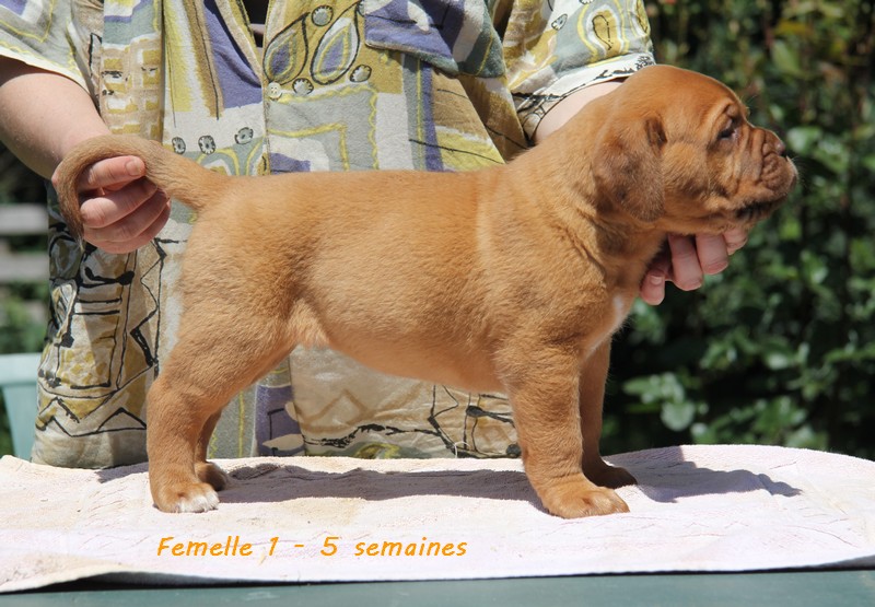 Naissance le 19/05/12 - 10 chiots - dept 87 - Page 4 Femell78