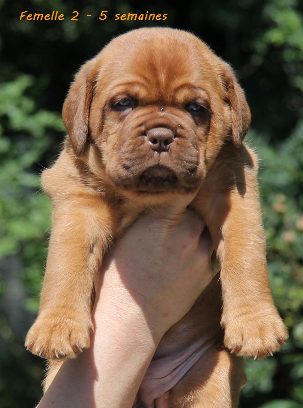 Naissance le 19/05/12 - 10 chiots - dept 87 - Page 4 Femell81