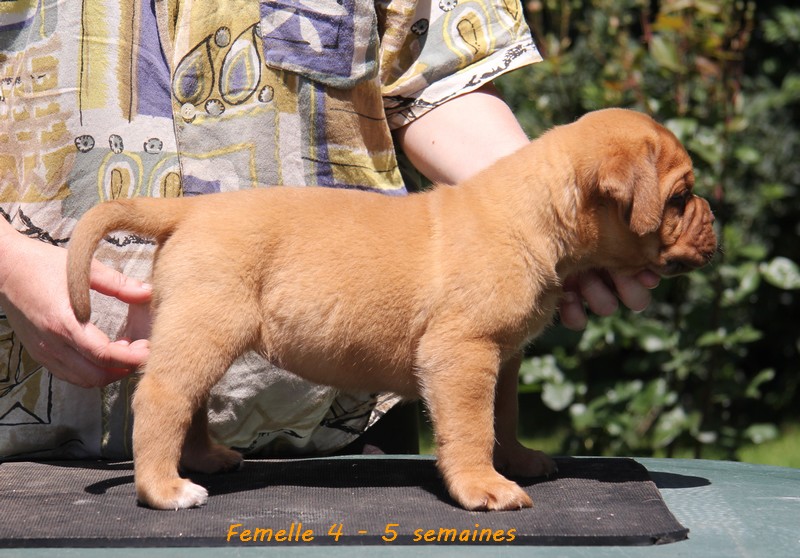 Naissance le 19/05/12 - 10 chiots - dept 87 - Page 4 Femell82