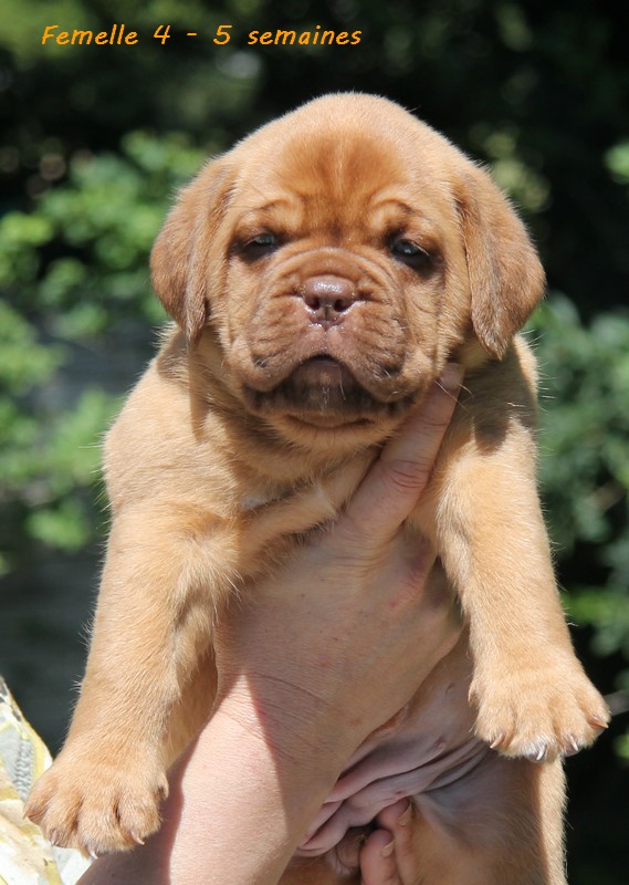 Naissance le 19/05/12 - 10 chiots - dept 87 - Page 4 Femell83