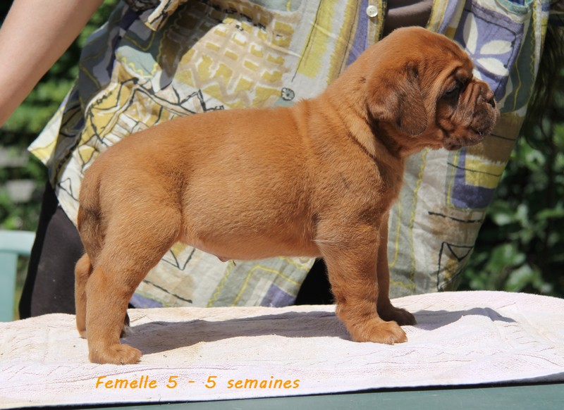 Naissance le 19/05/12 - 10 chiots - dept 87 - Page 5 Femell84