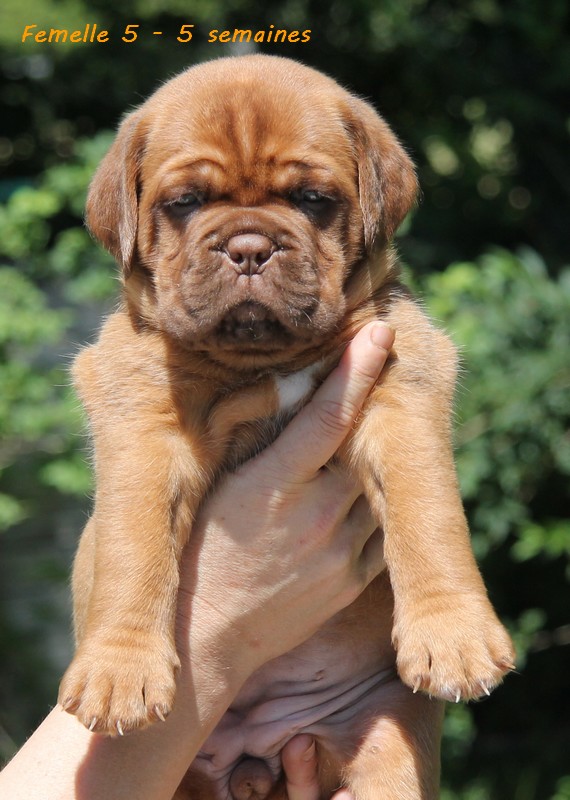 Naissance le 19/05/12 - 10 chiots - dept 87 - Page 5 Femell85