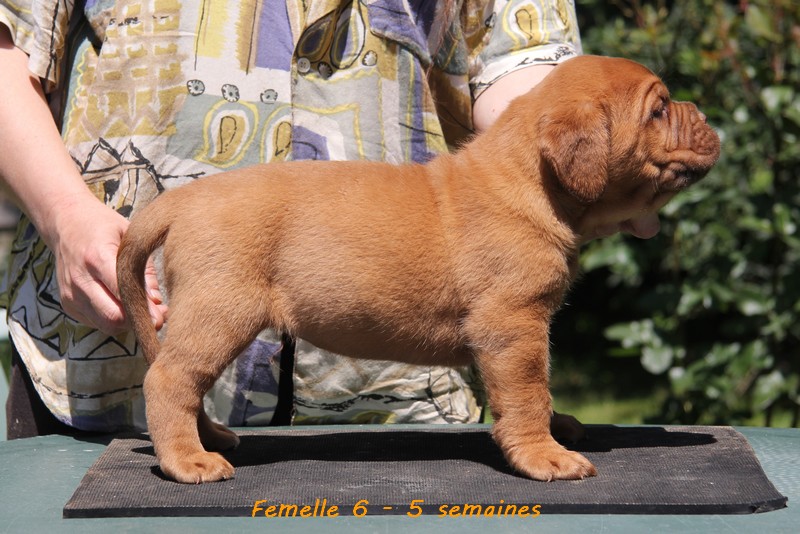 Naissance le 19/05/12 - 10 chiots - dept 87 - Page 5 Femell86