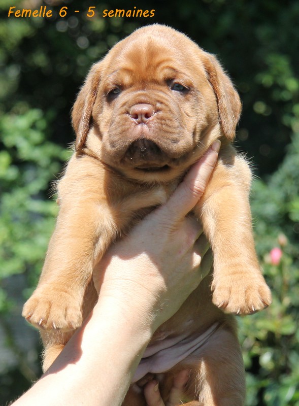 Naissance le 19/05/12 - 10 chiots - dept 87 - Page 5 Femell87