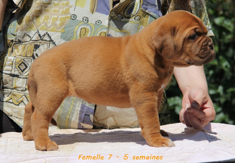 Naissance le 19/05/12 - 10 chiots - dept 87 - Page 5 Femell88