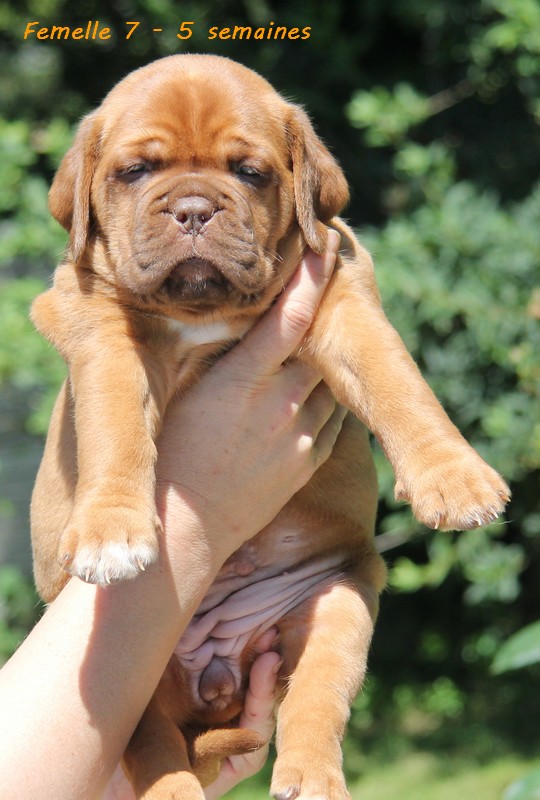 Naissance le 19/05/12 - 10 chiots - dept 87 - Page 5 Femell89