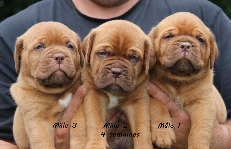 Naissance le 19/05/12 - 10 chiots - dept 87 - Page 4 Lesmal10