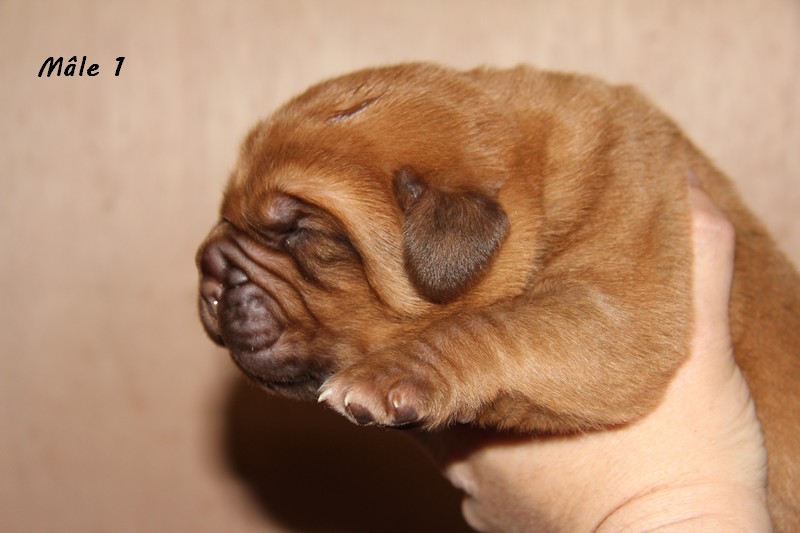 Naissances le 9/06/12 - 4 chiots- dept 87 Male1-17