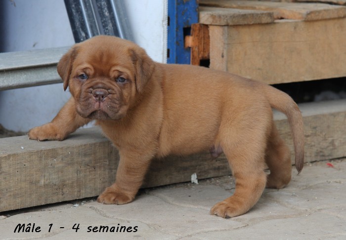 Naissance le 19/05/12 - 10 chiots - dept 87 - Page 4 Male1-22