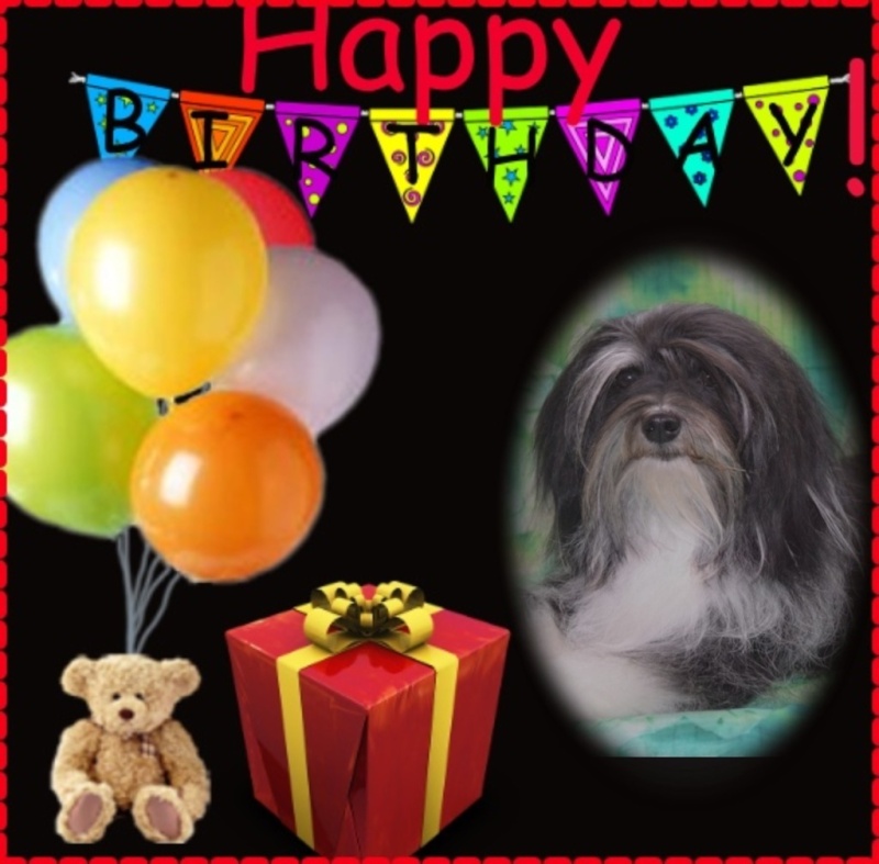 Joyeux Anniversaire Lolly Karine Anniversaires De Vos Bichons Et Petits Chiens Lions Nimo Joyeux Anniversaire Lolly Karine Anniversaires De Vos Bichons Et Petits Chiens Lions Nimo