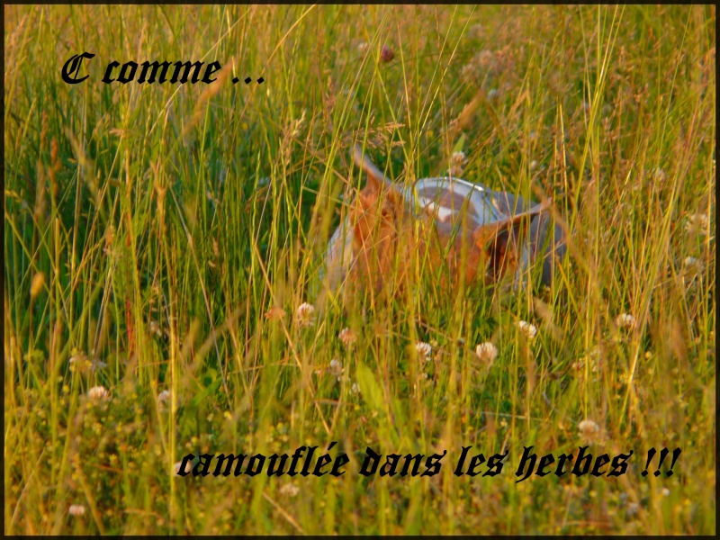 L'abcdaire : 'C comme ...' Camouf10