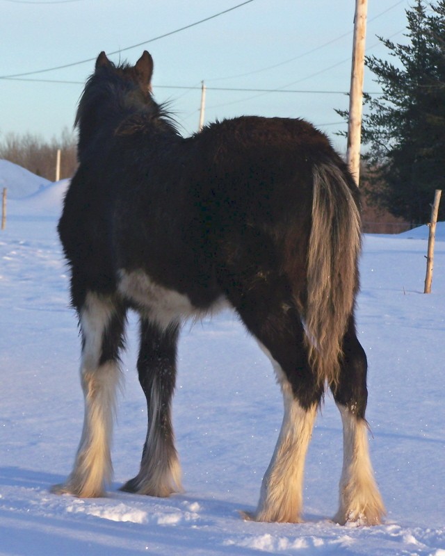 Clydesdale... 7ème naissance 2008 au Yota - Page 2 Angel_11