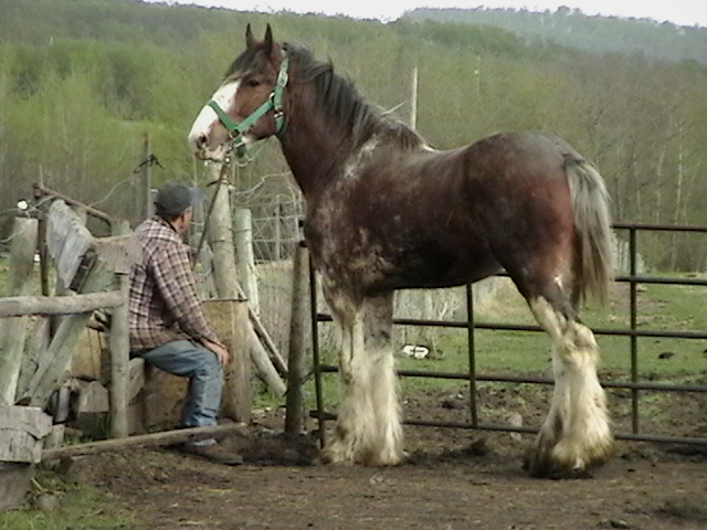 clydesdale - Lake Bottom lady Bonnita- Clydesdale Pictur11