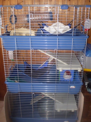 nouvelle cage pour 4 ratous maltraits. P3050110