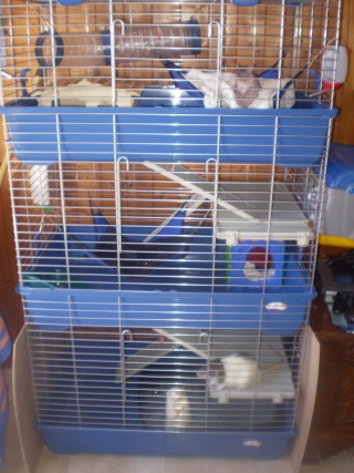nouvelle cage pour 4 ratous maltraits. P3050116