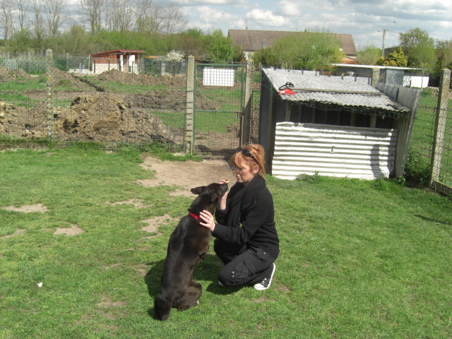 Roxy (croisé border-labrador) - Page 5 1000be55