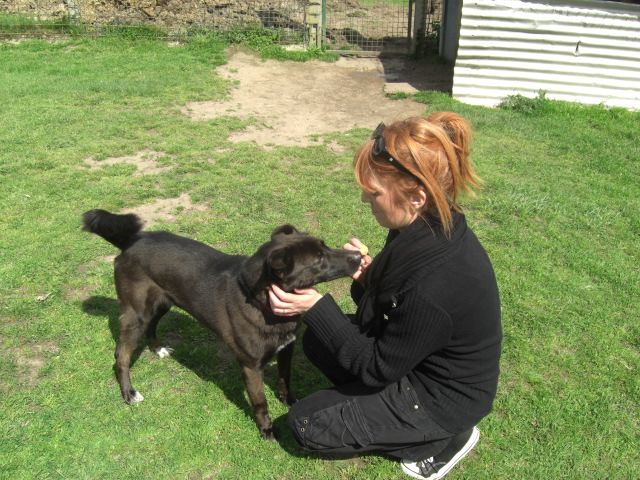 Roxy (croisé border-labrador) - Page 5 1000be56