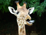 une girafe qui "zaghrate" & autres Girafu10
