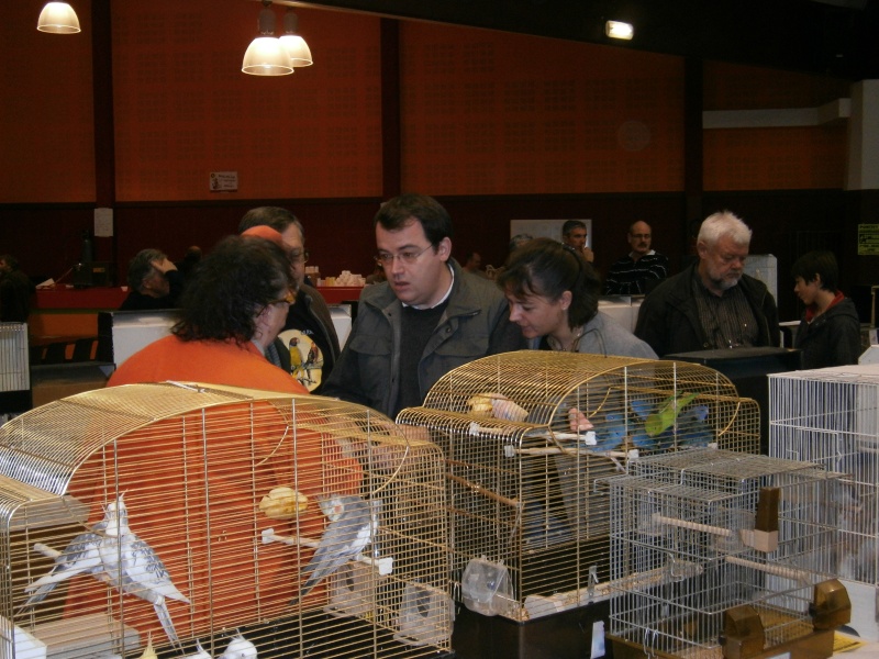 Exposition-Bourse à Plouay le 04/12/2011 organisé par l'Oiseau Club Lorientais 56240 - Page 2 Expo_o17