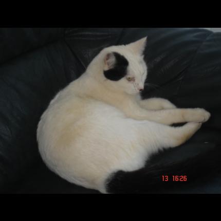 Perdu Chat Blanc Oreille Et Noir Recherche Chat Blanc Et Noir Tout Var Perdu Chat Blanc Oreille Et Noir Recherche Chat Blanc Et Noir Tout Var