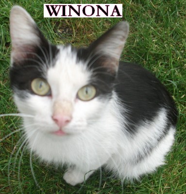 Winona, jeune femelle noire et blanche très caline 1_75_w10