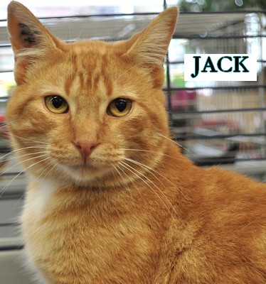Jack, gentil chat roux très sociable 1_89_j10