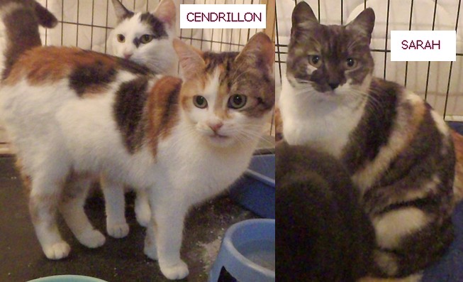 Sarah et Cendrillon, 2 chattes issus du sauvetage d'Appoigny 2_77_c10