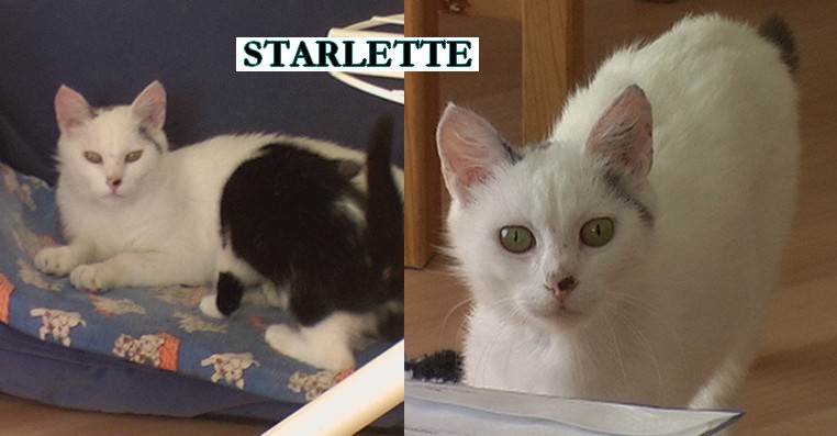 Starlette, jeune femelle née en mai 2010 2_95_s10