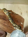 Certains de mes serpents 04042010