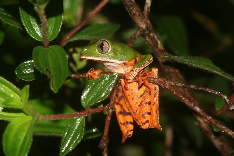 quelques amphibiens de guyane Phillo10