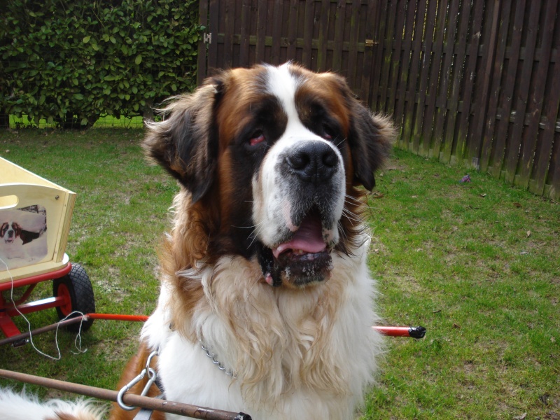 Concours n° 8 : Portrait de notre Saint Bernard! Barry_10