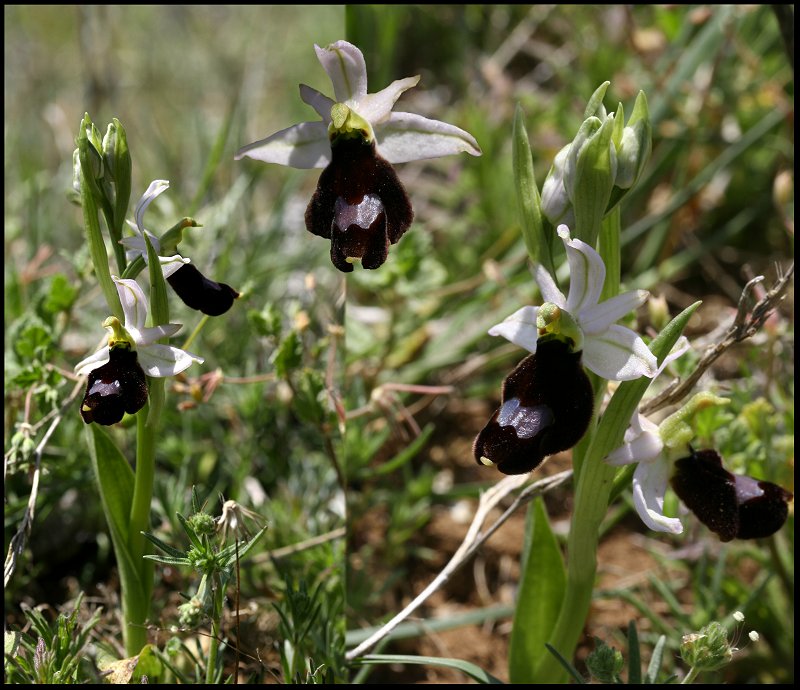 Ophrys bertolonii saratoi ( O. drumana ) Ophrys47