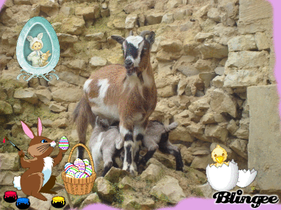 Vote Concours photo n°16: Les chèvres et Paques! 10428510