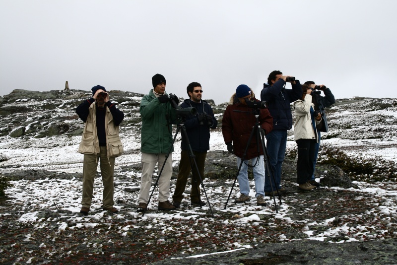Observação de aves na neve Img_5011