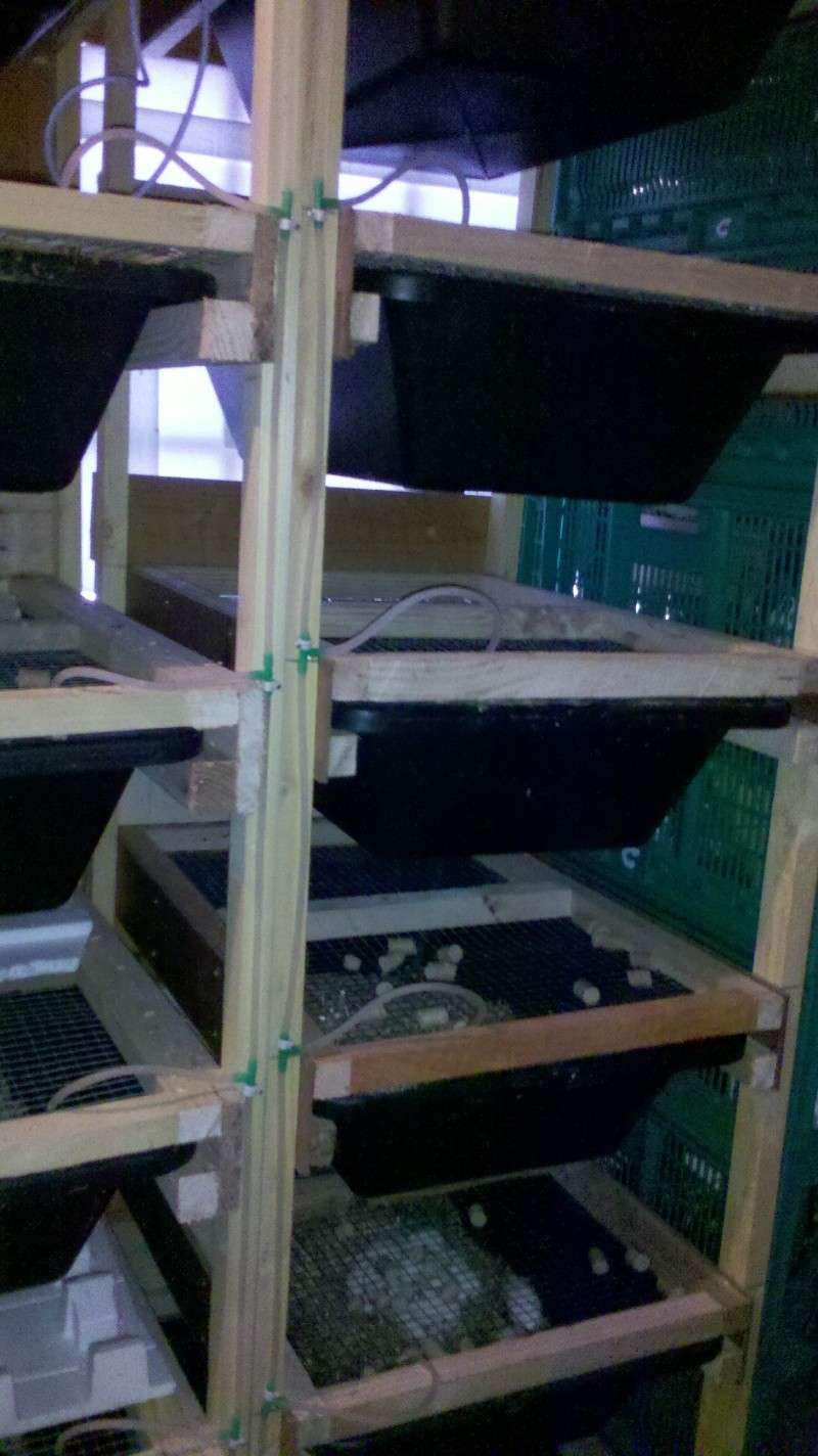 Mes racks US à rats 2012-011