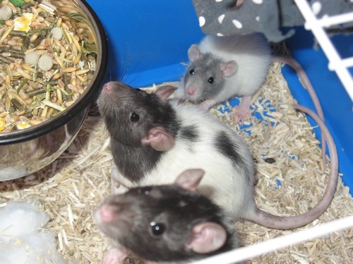 [Moselle] Bébés ratons à reserver [Nouvelles photos] 112