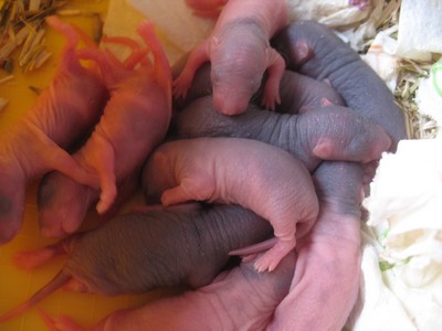 [Moselle] Bébés ratons à reserver [Nouvelles photos] 153