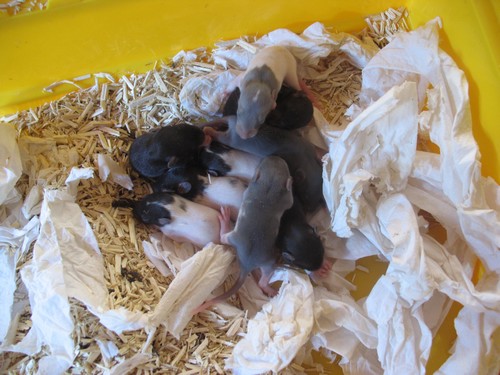 [Moselle] Bébés ratons à reserver [Nouvelles photos] 155