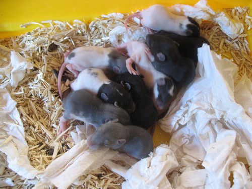 [Moselle] Bébés ratons à reserver [Nouvelles photos] 239