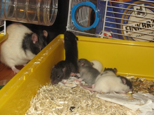 [Moselle] Bébés ratons à reserver [Nouvelles photos] - Page 2 326