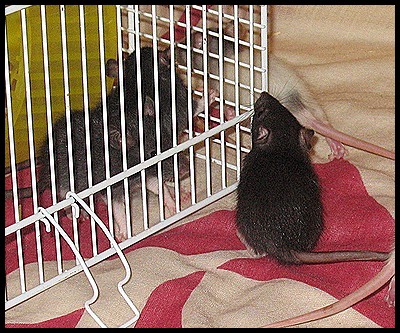 [Moselle] Bébés ratons à reserver [Nouvelles photos] - Page 2 3_berk10