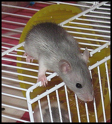 [Moselle] Bébés ratons à reserver [Nouvelles photos] - Page 2 Berksh12