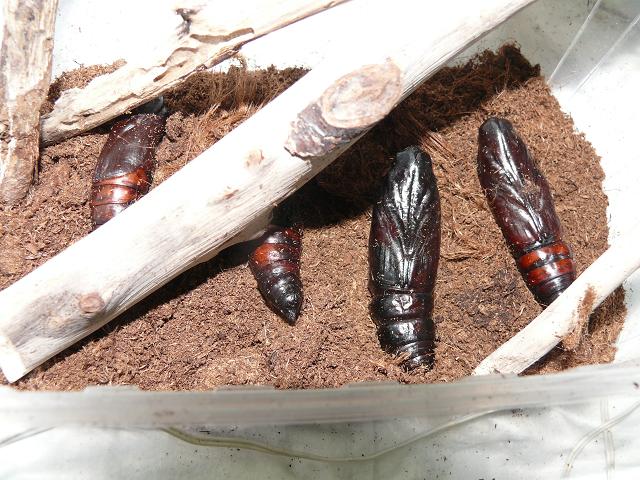 Acherontia atropos ou Sphinx à tête de mort Sphinx11