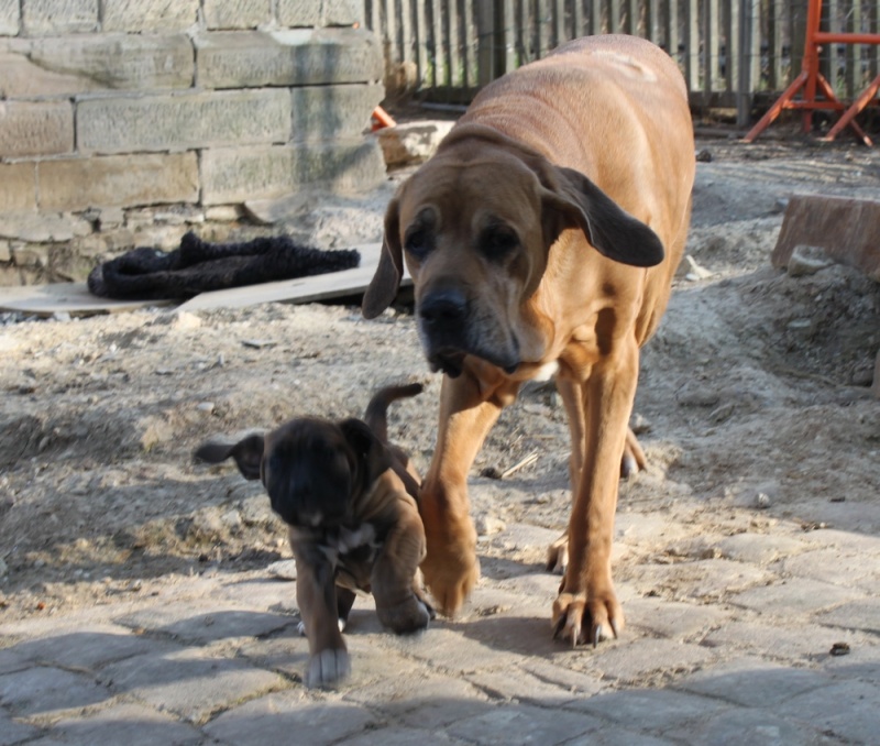 Concours photo chien en apesanteur 2012 - Page 2 03710