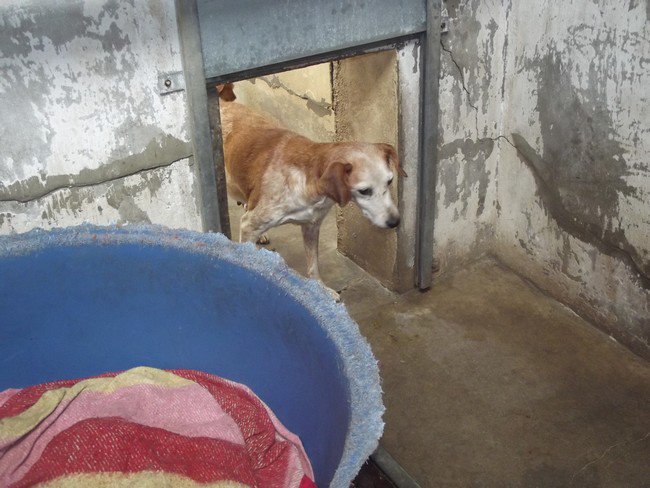 Quand un particulier se laisse déborder - retrait de 47 chiens le 5/08/2011 à Béthune (62) 26247310